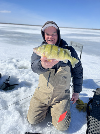 Yellow Perch