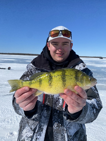 Yellow Perch