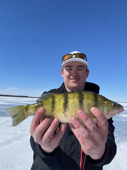 Yellow Perch