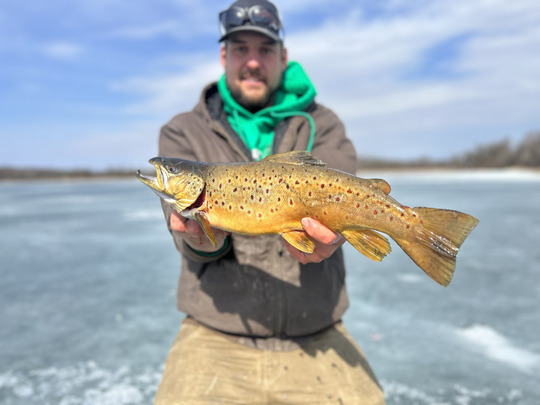 Brown Trout