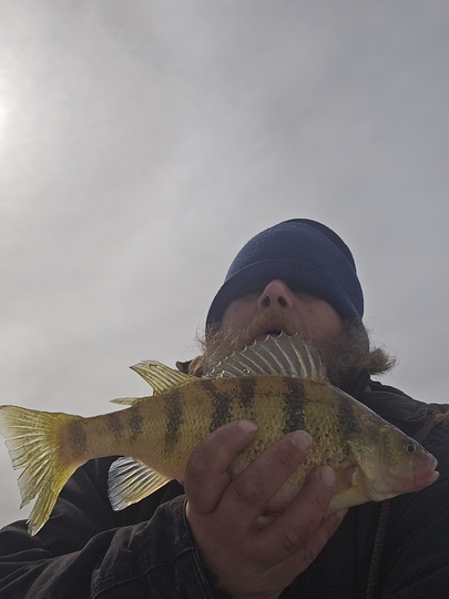 Yellow Perch