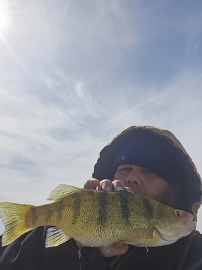 Yellow Perch
