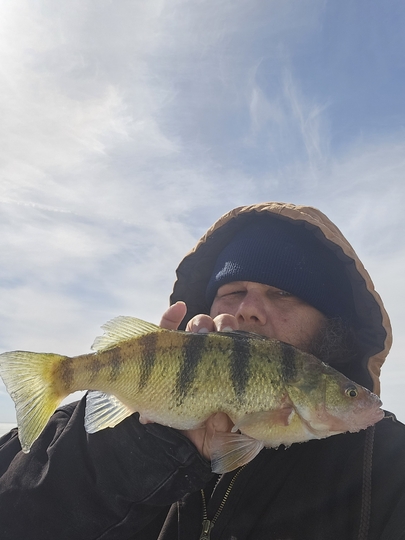 Yellow Perch