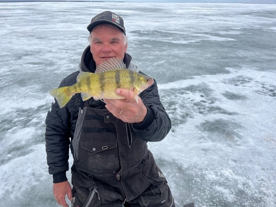 Yellow Perch