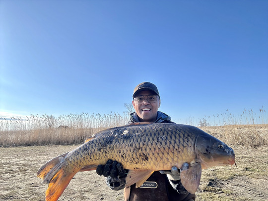 Common Carp