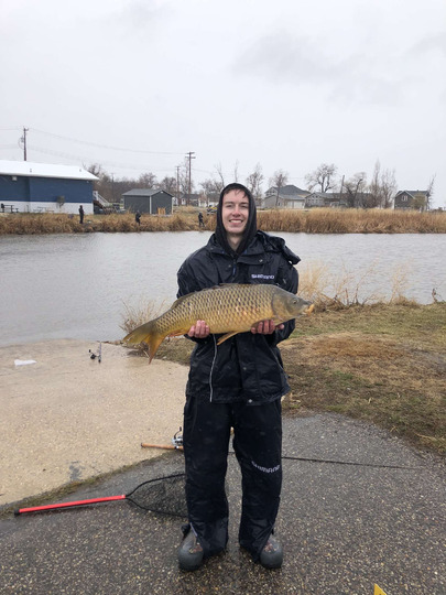 Common Carp