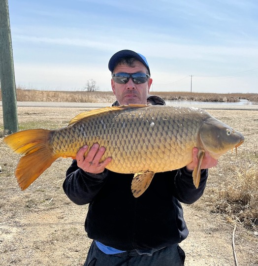 Common Carp