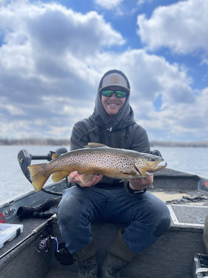 Brown Trout