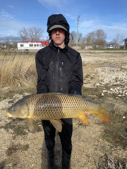 Common Carp