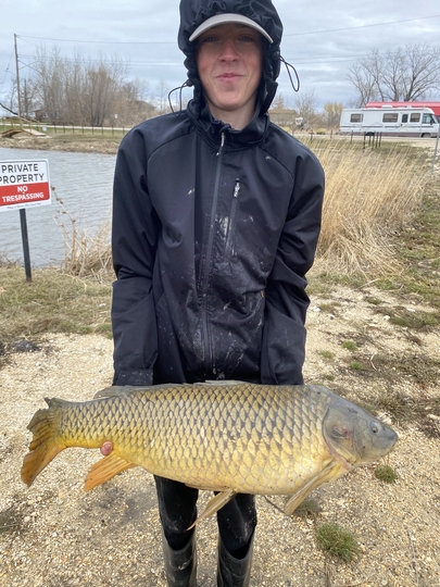 Common Carp