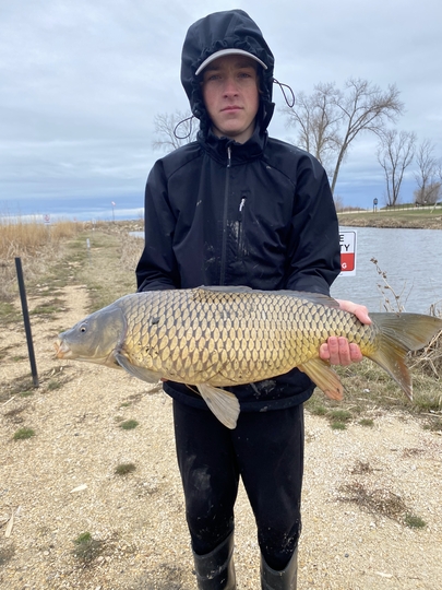 Common Carp