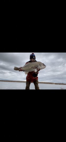 Freshwater Drum