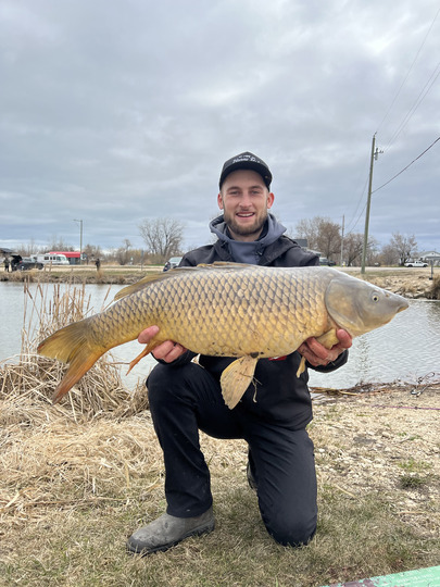 Common Carp