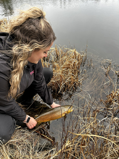 Brown Trout