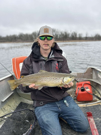 Brown Trout