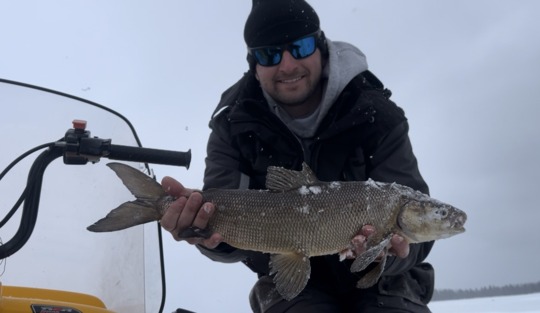 Lake Whitefish