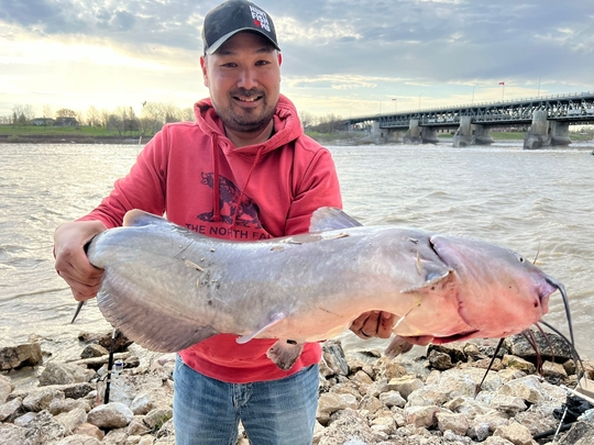 Channel Catfish
