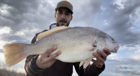 Freshwater Drum