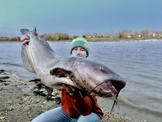 Channel Catfish