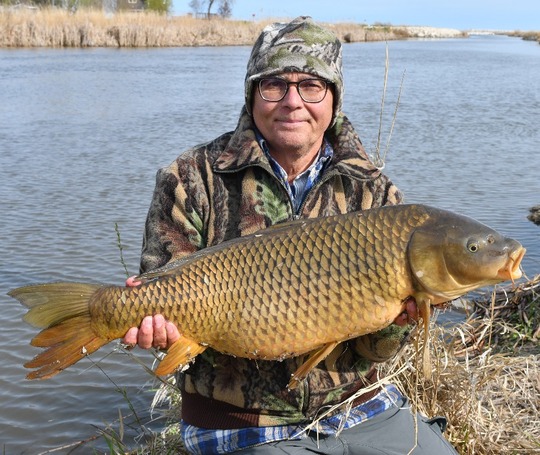 Common Carp