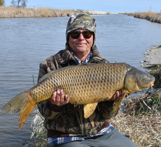 Common Carp