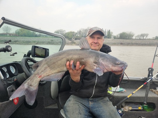 Channel Catfish