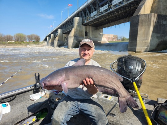 Channel Catfish