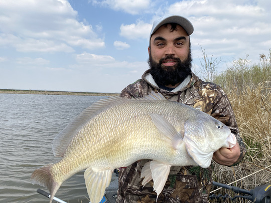 Freshwater Drum