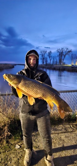Common Carp