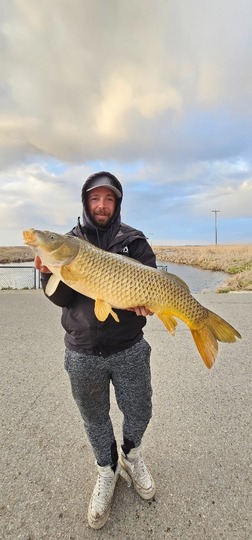 Common Carp