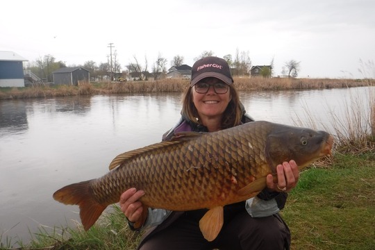 Common Carp