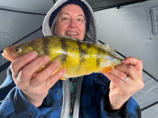Yellow Perch