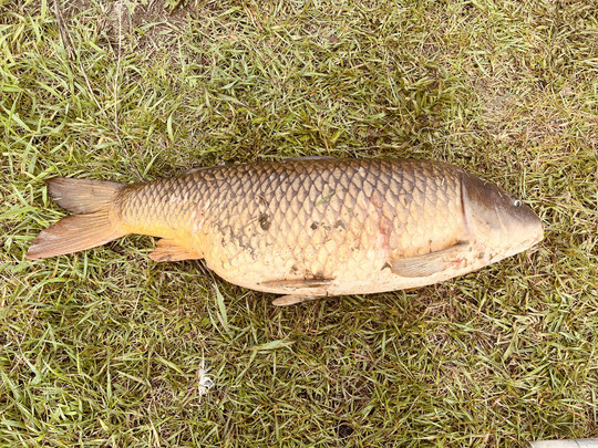 Common Carp