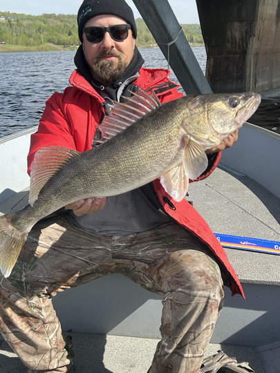 Walleye