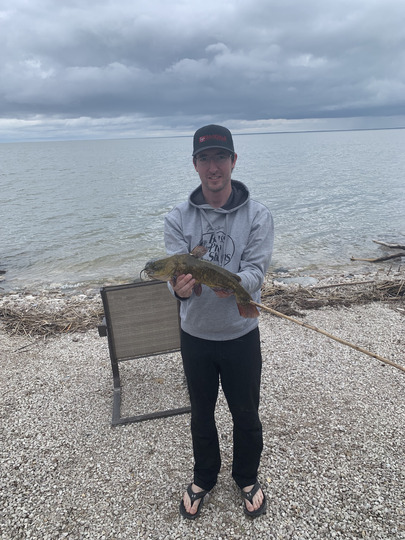 Bullhead
