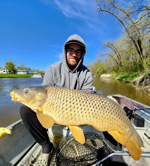 Common Carp