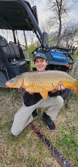 Common Carp