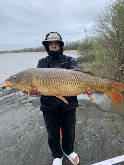 Common Carp