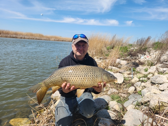 Common Carp