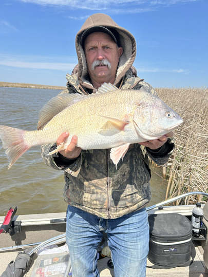 Freshwater Drum