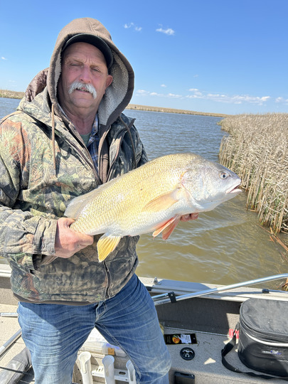 Freshwater Drum