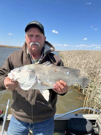 Freshwater Drum