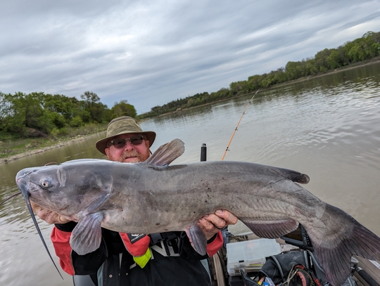 Channel Catfish