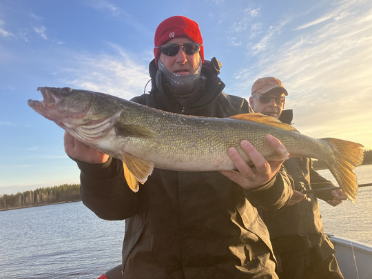 Walleye