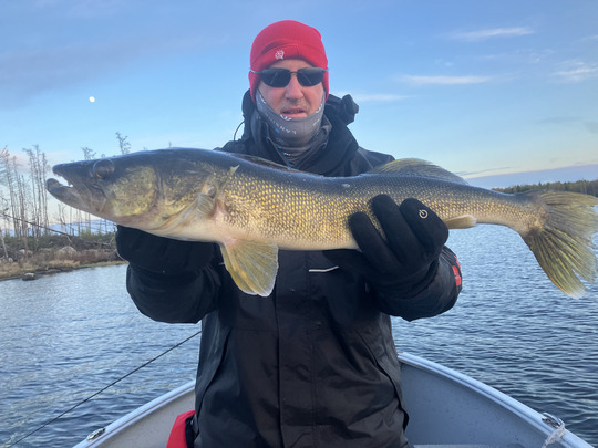 Walleye