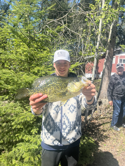 Black Crappie