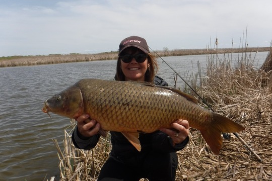 Common Carp