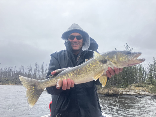 Walleye