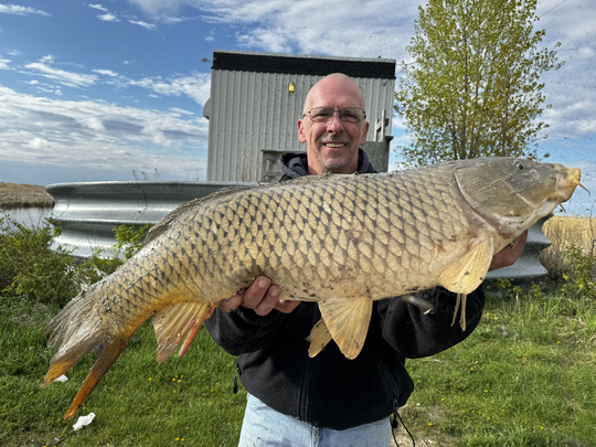 Common Carp