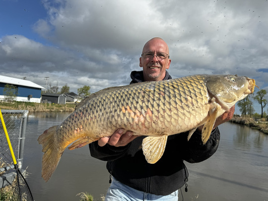 Common Carp